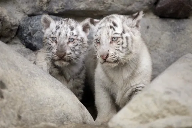 Newborn white tiger cubs look on together at the Saitama Tobu zoo, in Shiraoka, north of Tokyo,Thursday, April 16, 2015. Ahead of the grand debut of the four cubs in a week, the zoo went ahead for a trial public appearance to test the cubs' reactions. The blue-eyed cubs with coats of black stripes on white were born on January 25, – mother Cara's second time giving birth in the zoo. (Photo by Miki Toda/AP Photo)