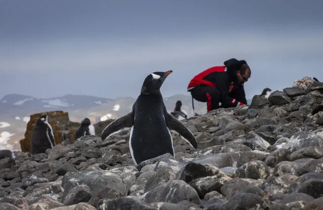 Korhan Ozkan, a faculty member of the METU Institute of Marine Sciences, collects stool samples from the penguin colonies on Ardley Island in Antarctica on February 5, 2019, where they came to identify the nutritional network in the focal organisms. Turkish scientific research team began their journey within the 3rd National Science Antarctica Expedition, under the auspices of Presidency of Turkey and under the coordination of the Ministry of Industry and Technology and Istanbul Technical University (ITU) Polar Research Center (PolReC). Scientists carry out studies in different fields such as polar biodiversity, living sciences, ecology and marine sciences at the white continent. (Photo by Ozge Elif Kizil/Anadolu Agency/Getty Images)