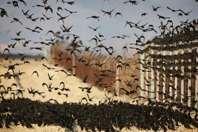 Starlings stand on the Israeli-Jordan border fence in the Jordan Valley in the West Bank on January 22, 2017. (Photo by Menahem Kahana/AFP Photo)