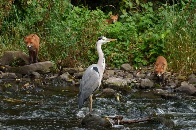 Three foxes approach a grey heron on the banks of the river Dodder, Dodder Road Lower, Rathfarnham, Dublin, Ireland on October 8, 2021. The heron took off when they got too close. (Photo by Fran Veale/Rex Features/Shutterstock)