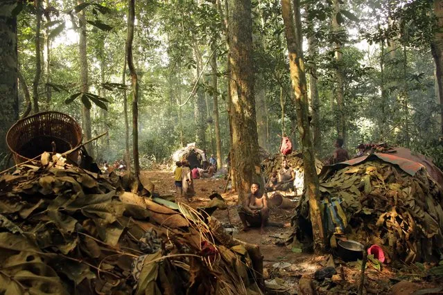 Ba'aka pygmies in their forest home, on February 2016. Ba'aka split their time between village and forest. Here, in their forest home, traditional life continues in the face of multiplying challenges ranging from poachers, to ill health. Deep in the rainforests of central Africa lives one of the world’s most mysterious tribes. Known as the Baka people, the tribe are unique in appearance due to their diminutive size. Accomplished forest dwellers, the Baka have managed to eke out an existence for centuries within the hostile rainforests of west and central Africa. Photographer and freelance journalist, Susan Schulman, spent a few days with the Baka people during her time in the Central African Republic. (Photo by Susan Schulman/Barcroft Images)