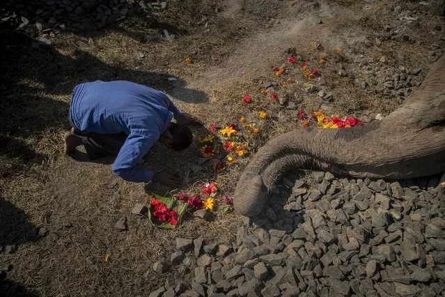 A man worships a wild male elephant, one of two killed by a train, in Durung Pathar, in the northeastern Indian state of Assam, Wednesday, December 1, 2021. Speeding trains have run down dozens of wild elephants in Assam in the past, forcing the Indian Railways, which runs the trains, to regulate speed in known elephant corridors. Assam, which has a history of man-elephant conflict, has an estimated 5,000 wild Asiatic elephants. (Photo by Anupam Nath/AP Photo)
