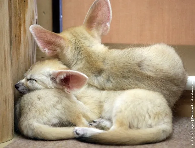 Baby Fennec Fox