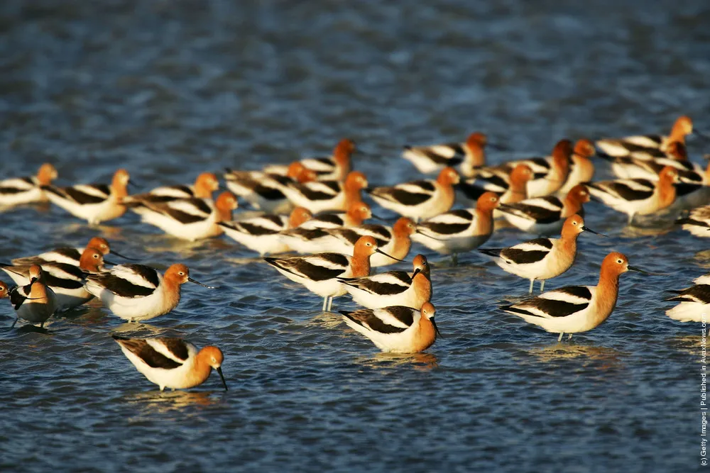 Landscapes Of Owens River And Owens Lake