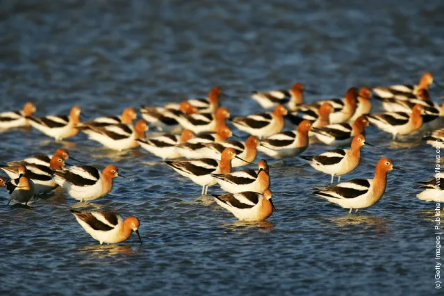 Avocets in breeding plumage fly over restored water that covers portions of the salty crust of mostly-dry Owens Lake