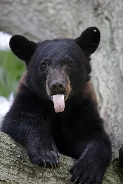 In this May 17, 2015 photo, a Louisiana Black Bear, sub-species of the black bear that is protected under the Endangered Species Act, rests in a water oak tree in a neighborhood in Marksville, La. The bear left Monday after getting caught in a trap set by state biologists, then managing to open the door and get back out. (Photo by Gerald Herbert/AP Photo)