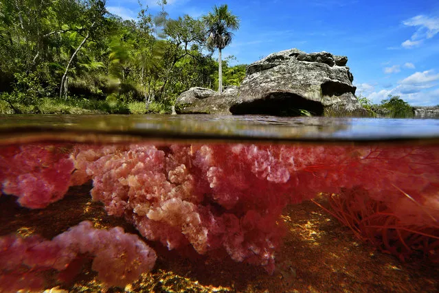 Macarenia clavigera the endemic aquatic plant that grows under the surface of the Cano Cristales River in Colombia is distinguished by it red stem firmly hang on the rock, its look like cotton floating at the surface. (Photo by Olivier Grunewald)
