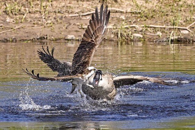 A Canada goose says boo to an osprey on the River Tay, near Perth in Scotland in the first decade of April 2024. (Photo by Dennis Gentles/Solent News)