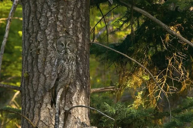 Twit twoo: An owl is hiding somewhere in the picture. (Photo by Caters News)