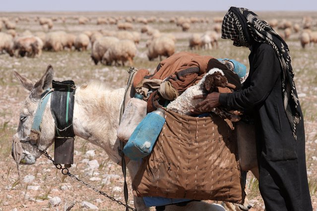 An Iraqi Beduin shepherd places a lamb in a donkey bag in the outskirts of Nahihat Al-Shabaka in the Najaf governorate on April 4, 2024. (Photo by Qassem al-Kaabi/AFP Photo)