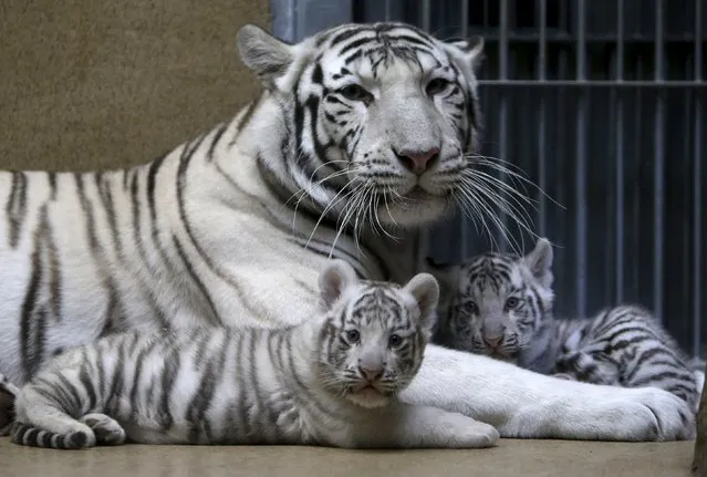 Suraya Bara, an Indian white tiger, rests with its newly born cubs in their enclosure at Liberec Zoo, Czech Republic, April 25, 2016. (Photo by David W. Cerny/Reuters)