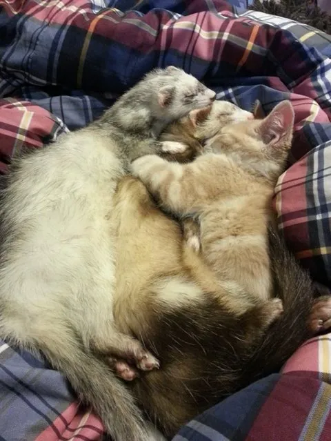 Unlikely Friendship Of A Kitten And Ferrets
