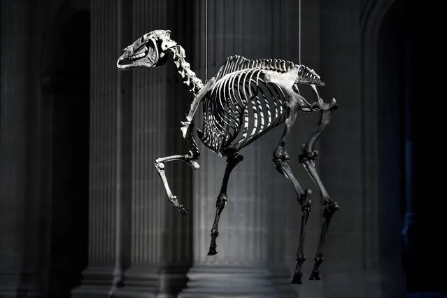 This photograph taken on May 7, 2021 shows a creation entitled “Marengo”, a 3D skeleton of the Napoleon's horse hanging over the Napoleon's tomb (unseen) by French artist Pascal Convert at the Hotel des Invalides. - Marengo (1793–1831) was the famous war horse of Napoleon I and was named after the Battle of Marengo, through which he carried his master. The horse was brought to France from Egypt following the Battle of Abukir in 1799 as a six-year-old. (Photo by Stephane de Sakutin/AFP Photo)