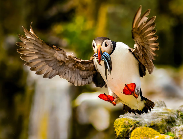 Standalone picture dated June 13, 2024 shows puffins on the Isle of May off the coast of Scotland. The puffins look like they have bitten off more than they can chew, with huge mouthfuls of fish in their mouths. They have stuffed sand eels in their beaks to feed their chicks. Puffin chicks are fed by their parents until they are ready to fly. (Photo by Rob McCombe/Bav Media)