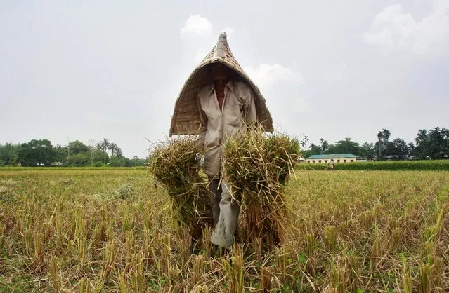 A farmer carries harvested paddy crops at a field on the outskirts of Agartala, India May 11, 2016. (Photo by Jayanta Dey/Reuters)