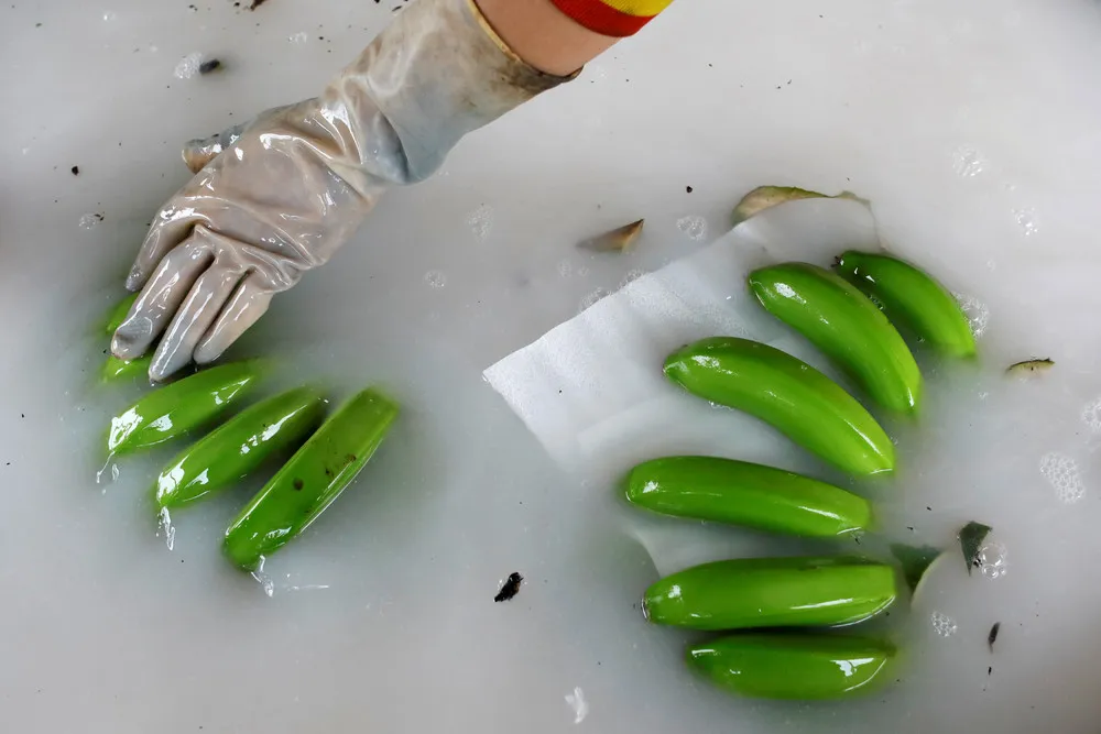 Chinese Banana Boom – a Blessing and Curse for Laos