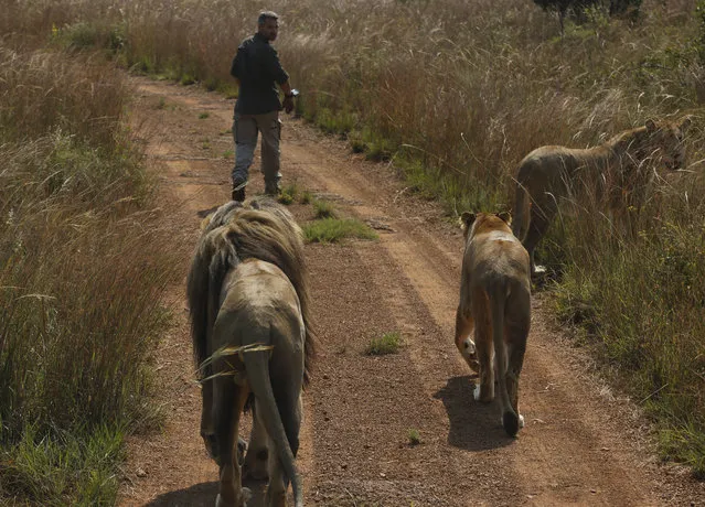 In this photo taken on Wednesday, March 15, 2017, Kevin Richardson, popularly known as the “lion whisperer”, ends a two-hour walk with three of his lions in the Dinokeng Game Reserve, near Pretoria, South Africa. (Photo by Denis Farrell/AP Photo)