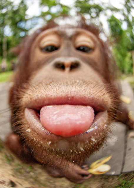 Orangutans pull funny faces after spotting their reflection in the camera in April 2024. A group, all between three and five years old, let Cede Prudente, a Borneo-based photographer, get close enough to take these pictures during feeding time. (Photo by Cede Prudente/Solent News & Photo Agency)