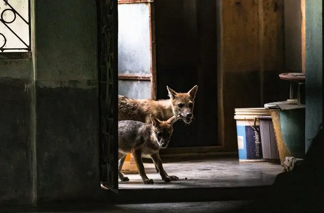 A wild golden jackals (Canis aureus) mother and her cub entered a house for food at noon. The baby was curiously sniffing all things beside him trying to enter the room of the house and her mother immediately roared and warned her. This photo was taken ahead of the International Day for Biological Diversity 2022 at Tehatta, West Bengal, India on May 21, 2022. (Photo by Soumyabrata Roy/NurPhoto via Getty Images)