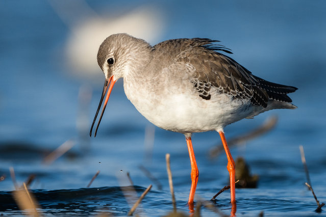 Spotted redshank (Tringa erythropus) is seen as thousands of different bird species migrating to the south for breeding and wintering use the wetlands with the arrival of autumn, in Bursa, Turkiye on September 22, 2024. (Photo by Alper Tuydes/Anadolu via Getty Images)