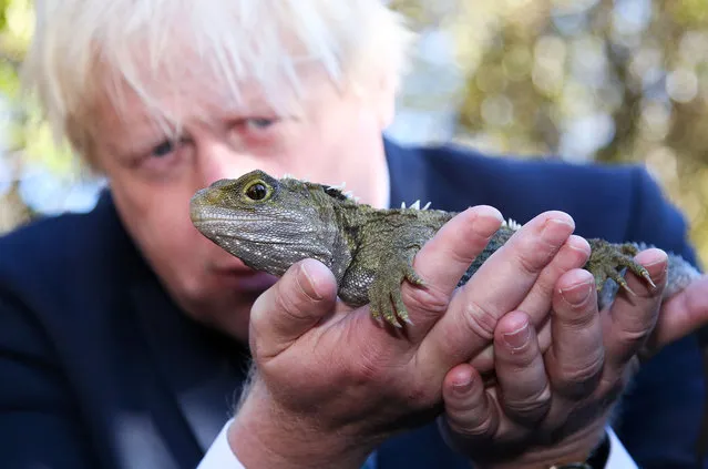 UK Foreign Secretary Boris Johnson holds a tuatara during a visit to Zealandia ecosanctuary on July 25, 2017 in Wellington, New Zealand. The British Foreign Secretary and former London Mayor is visiting New Zealand on a two-day trip. (Photo by Hagen Hopkins-Pool/Getty Images)
