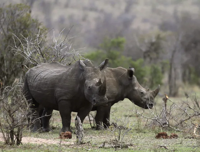 In this October 1, 2016, file photo, rhinos graze in the bush on the edge of Kruger National Park in South Africa. South Africa's government said Monday July 24, 2017, is moving ahead with draft regulations for a domestic trade in rhino horn, despite critics' concerns that a legal market will spur rhino poaching. (Photo by Denis Farrell/AP Photo)