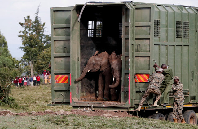 Kenya Wildlife Service (KWS) rangers and veterinarians release elephants from the Mwea National Reserve out of a special transportation container during a translocation exercise at the Aberdare National Park, in Mweiga, Nyeri County, Kenya on October 14, 2024. (Photo by Thomas Mukoya/Reuters)