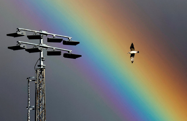 A gull flies as a rainbow shines in the sky in Luton, Britain, on March 2, 2024. (Photo by Peter Cziborra/Reuters)