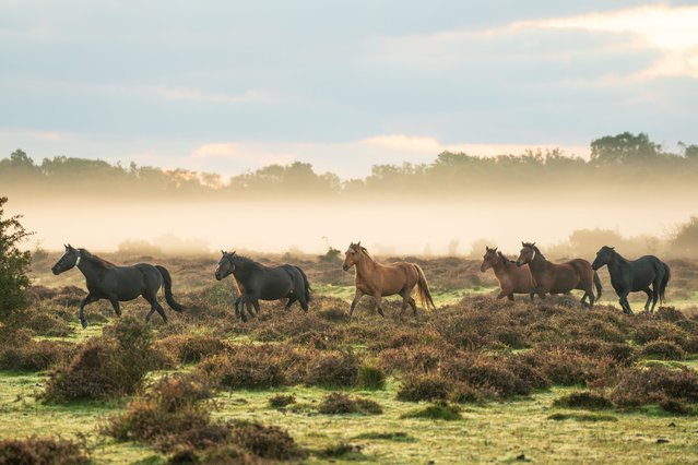 A misty start to the day in the New Forest with ponies running near Ringwood in Hampshire, UK on Saturday, October 6, 2024. (Photo by Steve Hogan/Picture Exclusive)