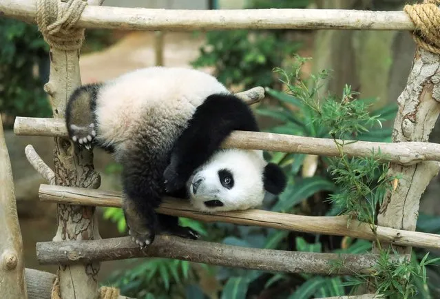 An eleven-month-old giant panda cub, Sheng Yi plays at the National Zoo in Kuala Lumpur, Malaysia on May 25, 2022. (Photo by Hasnoor Hussain/Reuters)
