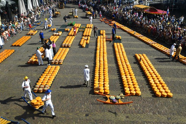Cheese is pictured during the weekly Gouda cheese market in the Waagplein, in the centre of Alkmaar, Netherlands on July 29, 2022. (Photo by John Thys/AFP Photo)