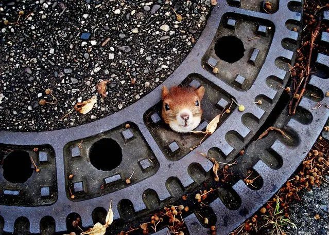 A squirrel is trapped in a manhole cover in Isenhagen, Germany on August 5, 2012. After they  were called by neighbors, police managed to free the animal by using olive oil.  (Photo by Police Hanover)