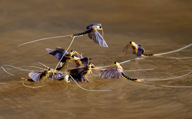 Long-tailed mayflies (Palingenia longicauda) mate on the surface of the Tisza river near Tiszainoka, Hungary, on June 20, 2012. (Photo by Laszlo Balogh/Reuters)