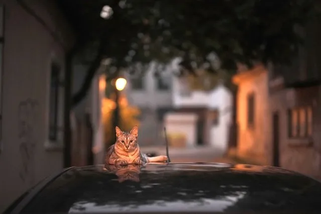 A cat sits on the hood of car in Bucharest, Romania, Monday, July 25, 2022. (Photo by Vadim Ghirda/AP Photo)