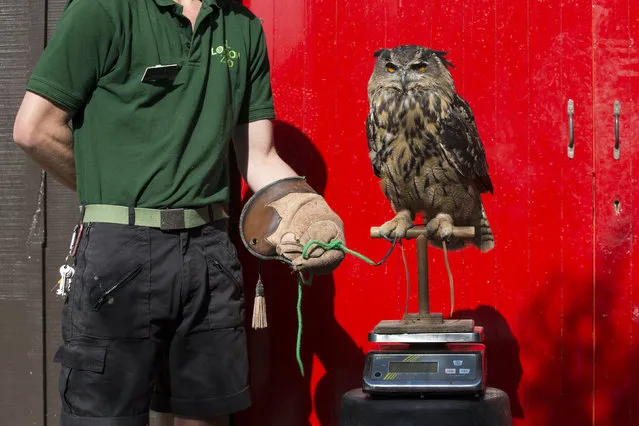 Max, an eagle owl, is weighed at 1.9kg during the annual weight-in ZSL London Zoo on August 21, 2014 in London, England. The height and mass of every animal in the zoo, of which there are over 16,000, is recorded and submitted to the Zoological Information Management System. This is combined with animal measurement data collected from over 800 zoos and aquariums in almost 80 countries, from which zoologists can compare information on thousands of endangered species. (Photo by Oli Scarff/Getty Images)