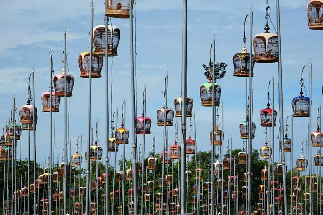 Doves sit in cages hoisted on poles during a bird-singing contest in Thailand's southern province of Narathiwat on September 18, 2017. Over 1,400 birds from Thailand, Malaysia and Singapore took part in the annual contest. (Photo by Madaree Tohlala/AFP Photo)