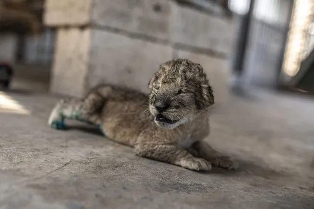 A newborn lion cub is seen at Nama zoo in Gaza City, Saturday, August 13, 2022. The lioness gave birth to three cubs five days after Israel and Palestinian militants ended a fierce round of cross-border fighting that saw thundering Israeli airstrikes and Palestinian rocket fire. (Photo by Fatima Shbair/AP Photo)