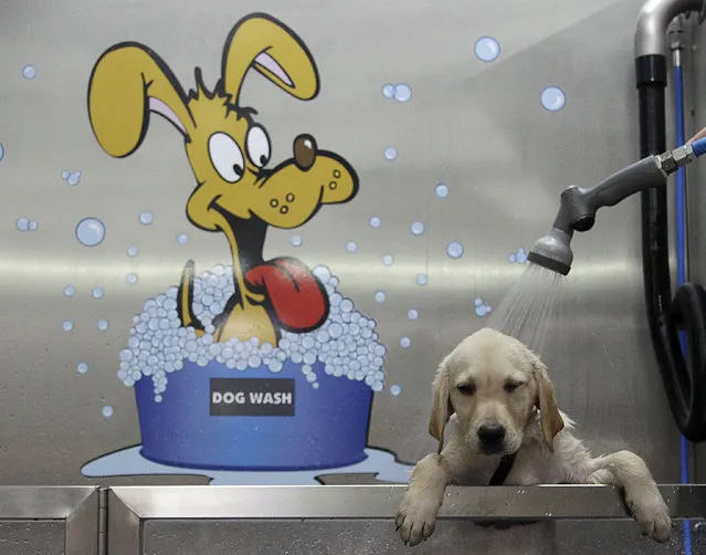 A Labrador Golden Retriever gets a shower at Germany's first Dog Wash in Duisburg, Germany, Tuesday, July 24, 2012. The dog wash, which was installed in a pet store and runs as self service, delivers a shower, shampoo and a hair dry. (Photo by Frank Augstein/AP Photo)