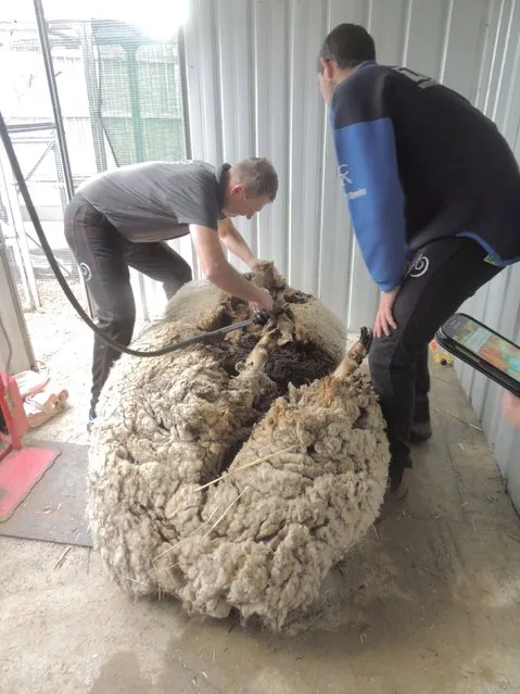 Australian sheep shearer Ian Elkins clips over 40 kilograms (88.2 lbs) of wool off a sheep found near Australia's capital city Canberra, September 3, 2015, making him unofficially the world's woolliest sheep. (Photo by Reuters/RSPCA)
