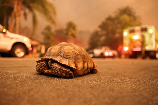 A tortoise named Houdini walks on the street amid the Eaton Fire in Altadena, on January 8, 2025. (Photo by David Swanson/Reuters)