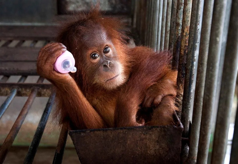 The Week in Pictures: Animals, September 13 – September 20, 2014