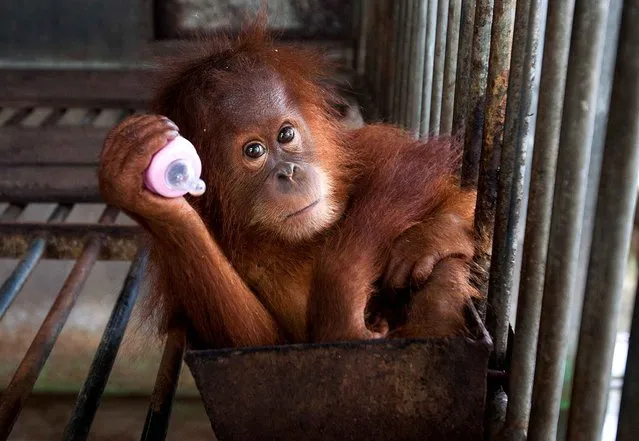 This picture shows a two-year old orangutan seized from a residents house at the provincial Nature Conservation and Agency (BKSDSA) office in Banda Aceh on September 16, 2014. The critically-endangered primates population are dwindling rapidly due to poaching and rapid destruction of their forest habitat that is being converted into palm oil plantations. (Photo by Chaideer Mahyuddin/AFP Photo)