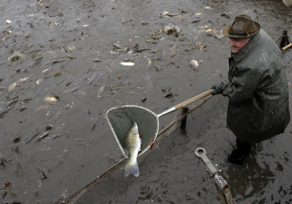 Traditional Carp Catching in Czech Republic