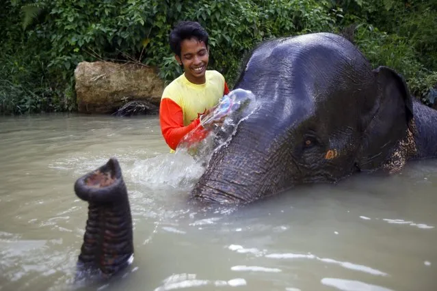 Indonesian mahout Iman cleans up 50-year-old female Sumatran elephant Neneng in a river near the zoo during the World Elephant Day in Medan, North Sumatra, Indonesia, 12 August 2016. According media reports, the smallest of the Asian elephants, the Sumatran elephant (Elephas maximus sumatrensis) is facing serious pressures arising from illegal logging and associated habitat loss and fragmentation in Indonesia. The population has come under increasing threat from rapid forest conversion to plantations. The World Elephant Day is celebrated on 12 August. (Photo by Dedi Sinuhaji/EPA)