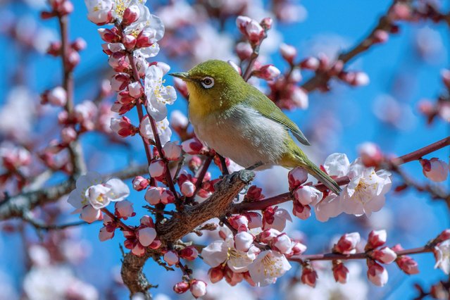 A white-eye bird perches on a blossoming plum tree at Tokyo's Yushima Tenmangu shrine on February 24, 2025. (Photo by Kazuhiro Nogi/AFP Photo)