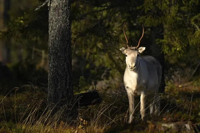 A reindeeer stands in a forest near Vikajarvi, Finland on October 7, 2022. (Photo by Olivier Morin/AFP Photo)