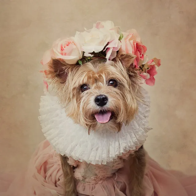 Cricket is a Yorkie that has been surrendered to UCAPS. Her previous owner is now in a retirement home, in Arkansas, United States. (Photo by Tammy Swarek/Barcroft Images)