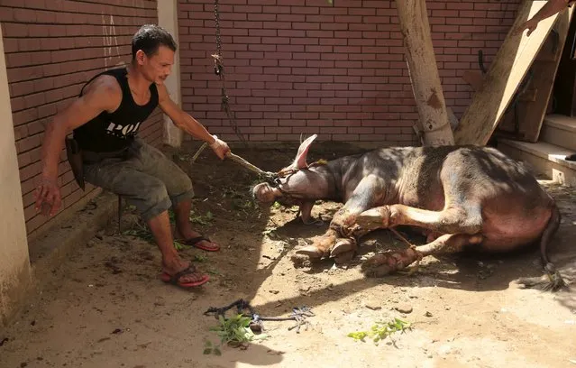 A butcher uses a rope to tie a calf before slaughtering it on the first day of Eid al-Adha festival in Toukh, El-Kalubia governorate, northeast of Cairo, Egypt, September 24, 2015. (Photo by Amr Abdallah Dalsh/Reuters)