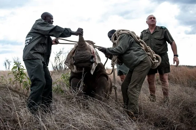 Patrick Themby (C) andBen Boloyi (L) readies the guide rope as members of the Kruger national Park Veterinary Wildlife Services in South Africa ensure the young white rhinoceros is properly handled during a capture on October 17, 2014. (Photo by Stefan Heunis/AFP Photo)