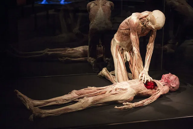 A plastinated human body titled 'First Aid' is on display in the exhibition 'Body Worlds and The Cycle of Life' in Wroclaw, Poland, 26 September 2015. The exhibiton shows human bodies preserved by the plastination technique, invented by German anatomist Gunther von Hagens. (Photo by Aleksander Kozminski/EPA)